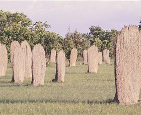 Magnetic Termite Mounds - New South Wales Tourism  0