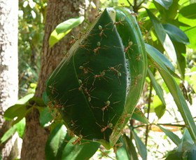 Greenant Creek Walk - New South Wales Tourism  0
