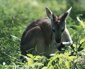 Tjaetaba Falls - New South Wales Tourism  0