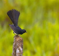 Holmes Jungle Nature Park - New South Wales Tourism 