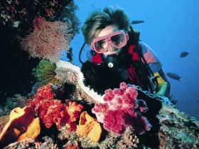 Cook Island Dive Site - New South Wales Tourism  0