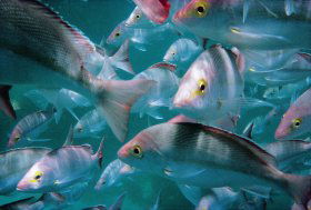 Palm Beach Reef Dive Site - New South Wales Tourism  0