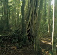 Lamington National Park Binna Burra Section - New South Wales Tourism 