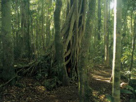 Lamington National Park, Binna Burra Section - New South Wales Tourism  0