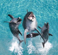 Sea World - New South Wales Tourism 