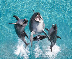 Sea World - New South Wales Tourism  0