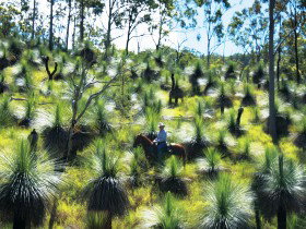 Bicentennial National Trail - Section 5 - New South Wales Tourism  0
