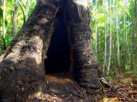 Tewantin National Park - New South Wales Tourism  0
