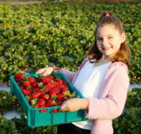 Strawberry Fields - New South Wales Tourism 