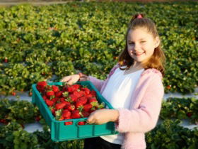 Strawberry Fields - New South Wales Tourism  0