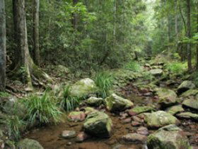 Amamoor State Forest - New South Wales Tourism  0