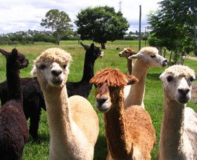 Banyandah Alpacas - New South Wales Tourism  0