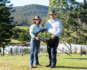 Hinterland Feijoas - New South Wales Tourism  0