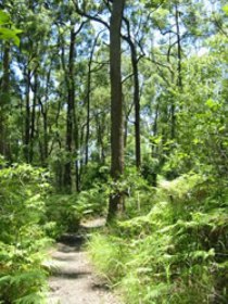 Mapleton Falls National Park - New South Wales Tourism  0