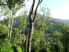 Smiths Track, Barron Gorge National Park - New South Wales Tourism  0