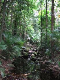 Mossman Gorge Rainforest Circuit Track, Daintree National Park - New South Wales Tourism  0