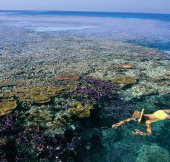 Split Bommie Dive Site - New South Wales Tourism 
