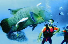 Cod Hole Dive Site - New South Wales Tourism  0