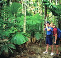 Mount Sorrow Ridge Trail Daintree National Park - New South Wales Tourism 