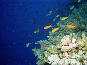 The Three Sisters Dive Site - New South Wales Tourism  0