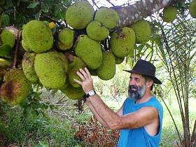 Cape Trib Exotic Fruit Farm - New South Wales Tourism  0
