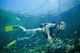 Tijou Reef - New South Wales Tourism  0