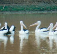 Pelican Point - New South Wales Tourism 