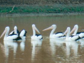 Pelican Point - New South Wales Tourism  0