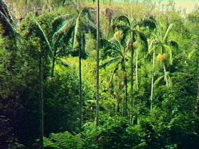 Mungungo QLD New South Wales Tourism 