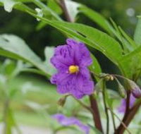 Alpha Native Flower Garden - New South Wales Tourism 