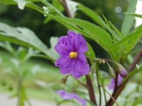 Alpha Native Flower Garden - New South Wales Tourism  0