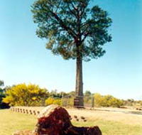 Robbers Tree - New South Wales Tourism 