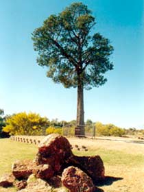Robbers Tree - New South Wales Tourism  0