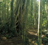 Mount Bithongabel - New South Wales Tourism 