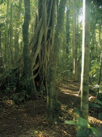 Mount Bithongabel - New South Wales Tourism  0