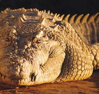 Koorana Crocodile Farm - New South Wales Tourism 