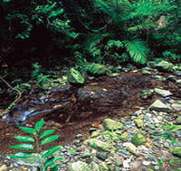 Wompoo Walk - New South Wales Tourism 