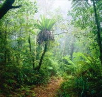 Lamington National Park Green Mountains Section - New South Wales Tourism 