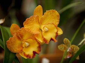 Queens Park - Orchid House - New South Wales Tourism  0