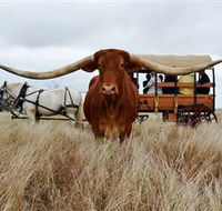 Texas Longhorn Wagon Tours and Safaris - New South Wales Tourism 