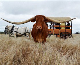 Texas Longhorn Wagon Tours And Safaris - New South Wales Tourism  0
