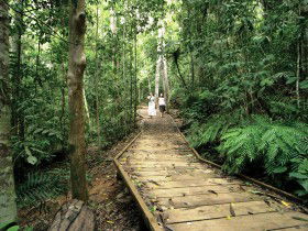 Lake Barrine Circuit Track, Crater Lakes National Park - New South Wales Tourism  0