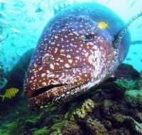 Lady Musgrave Island Dive Sites - New South Wales Tourism 
