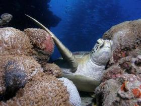 Lady Elliot Island QLD New South Wales Tourism