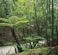 Fraser Island Great Walk - New South Wales Tourism 