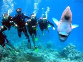 Henderson's Rock Dive Site - New South Wales Tourism  0
