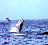 Whale Watching - New South Wales Tourism 