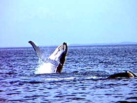 Whale Watching - New South Wales Tourism  0