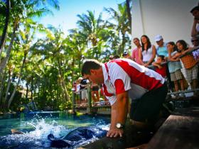 The Living Reef On Daydream Island - New South Wales Tourism  0