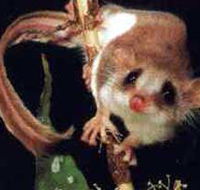Carrowong Fauna Sanctuary - New South Wales Tourism 